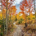 A Path Through Fall